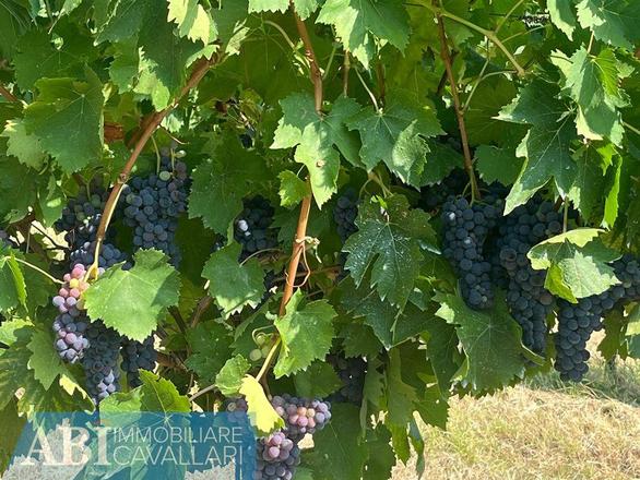 fotografie - terreno agricolo Imola (BO)  