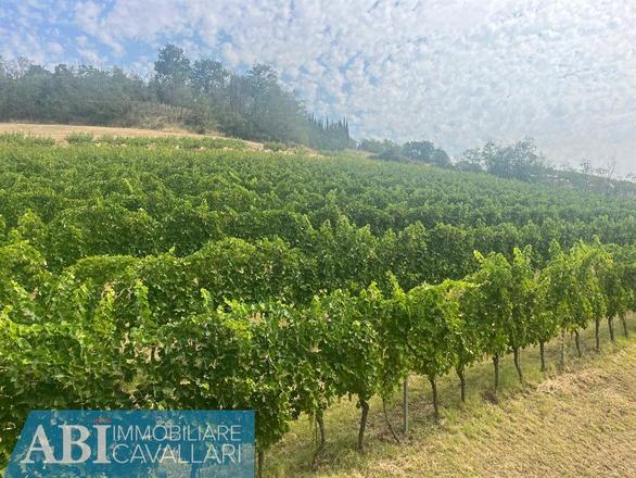 fotografie - terreno agricolo Imola (BO)  
