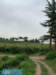 terreno agricolo Faenza (RA) 