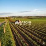 terreno agricolo Lugo (RA) 