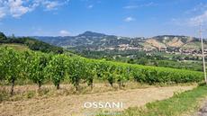 terreno agricolo Brisighella (RA) 